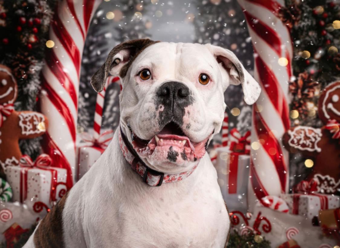 Enlarge Bonnie, a ADOPTABLE Boxer in Torrington, CT image 1/6