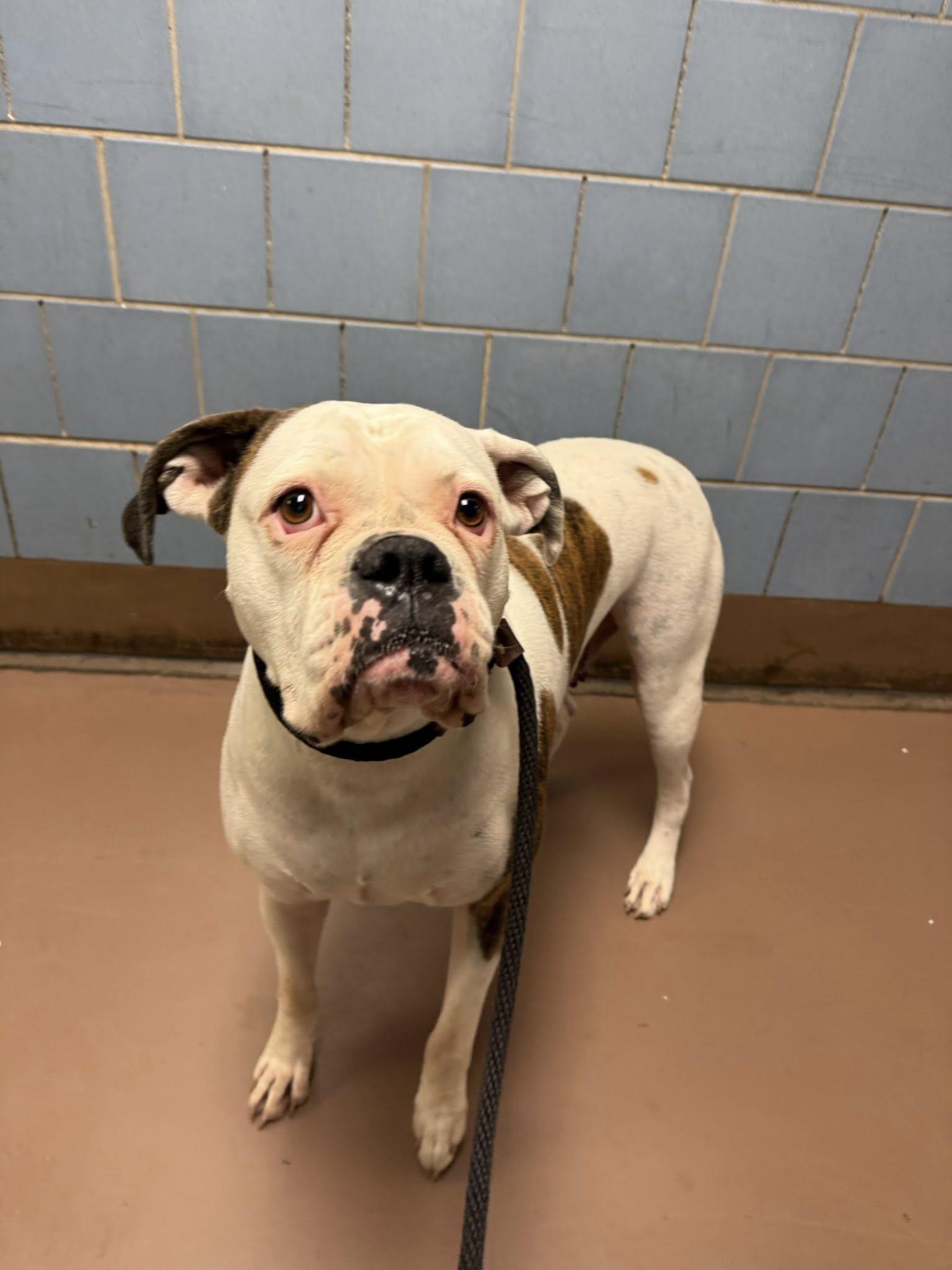 Enlarge Bonnie, a ADOPTABLE Boxer in Torrington, CT image 5/6
