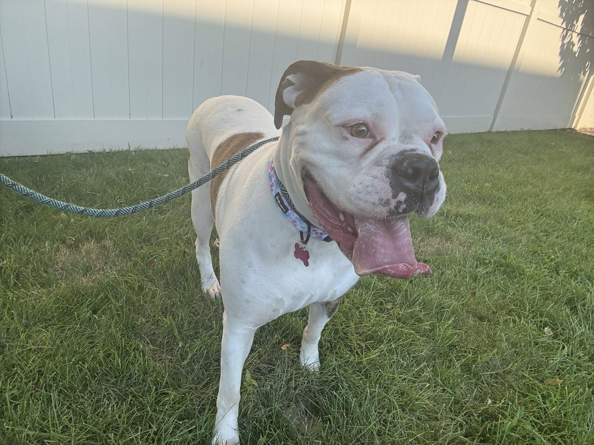 Enlarge Bonnie, a ADOPTABLE Boxer in Torrington, CT image 6/6