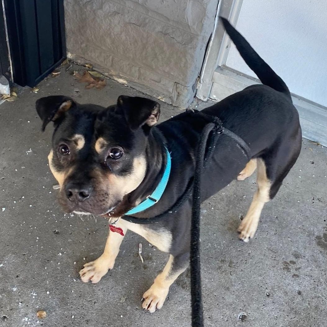 Mickey, a Adoptable Pit Bull Terrier in Detroit, MI image 6/6