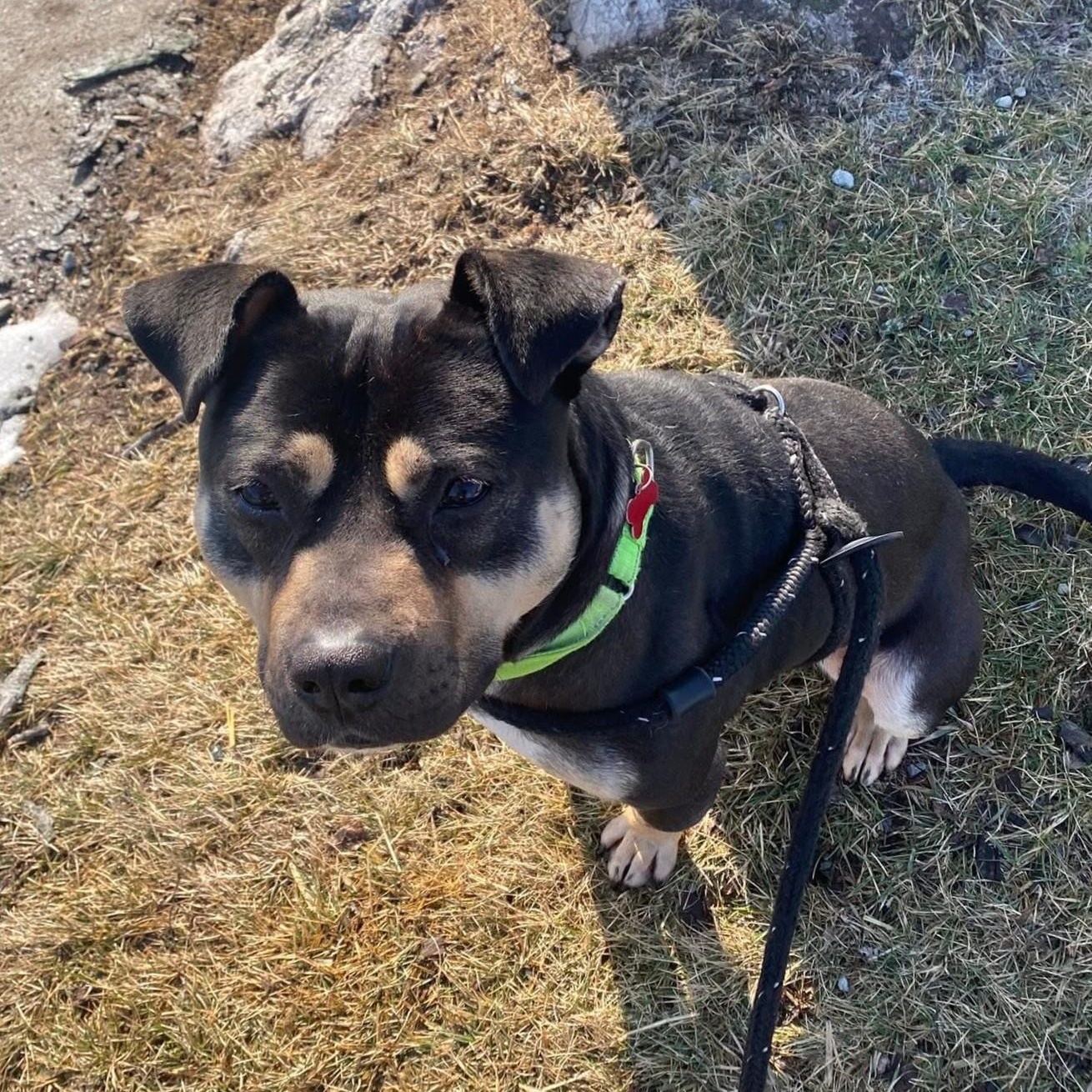 Mickey, a Adoptable Pit Bull Terrier in Detroit, MI image 4/6