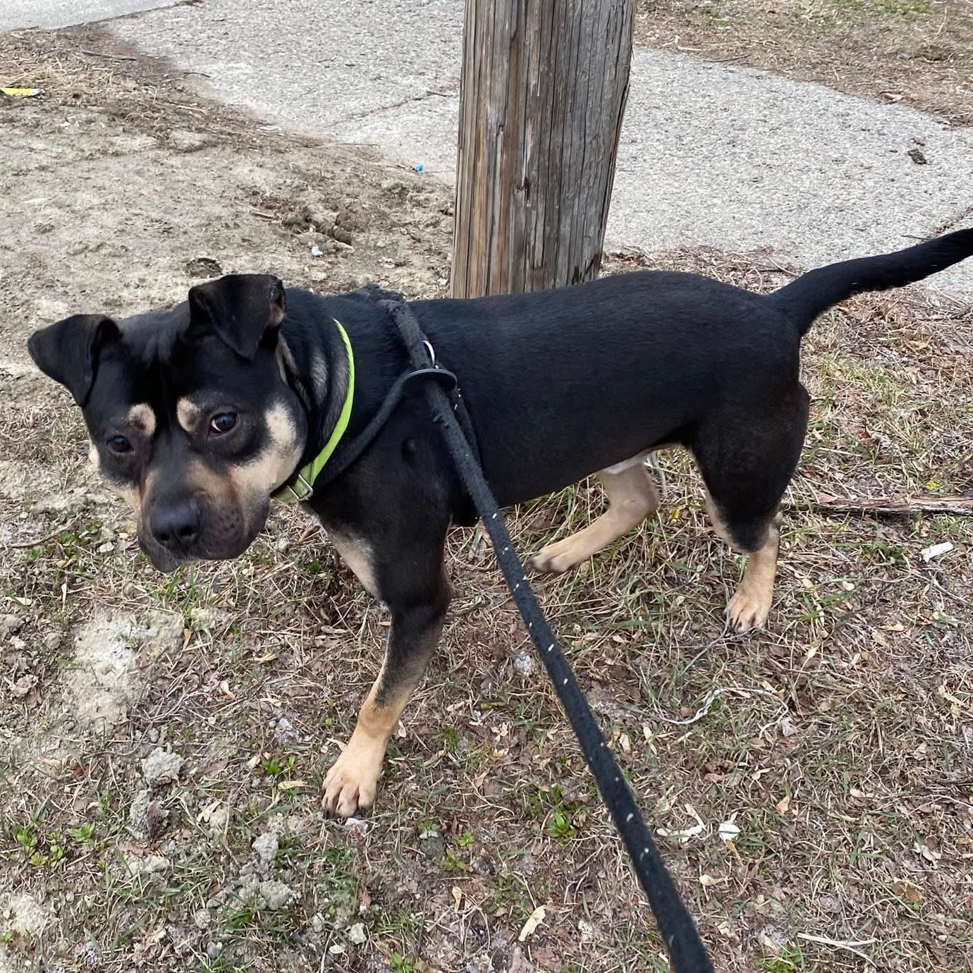 Mickey, a Adoptable Pit Bull Terrier in Detroit, MI image 5/6
