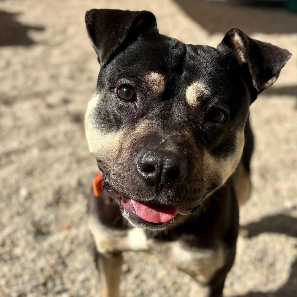 Mickey, Adoptable, Young Male Pit Bull Terrier.