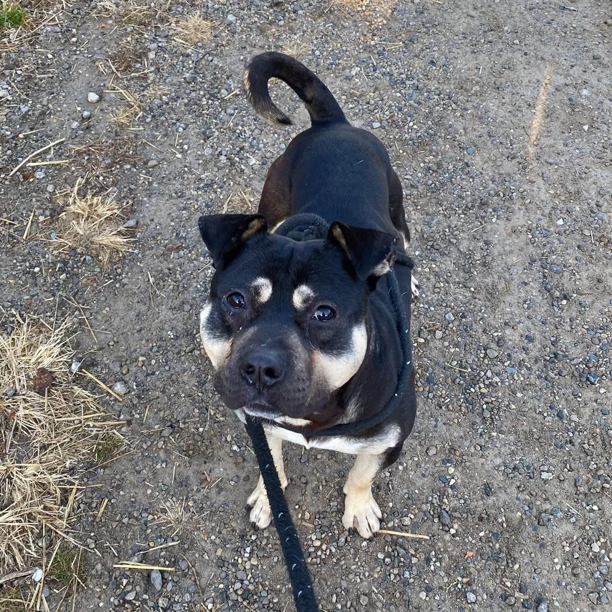 Mickey, a Adoptable Pit Bull Terrier in Detroit, MI image 3/6