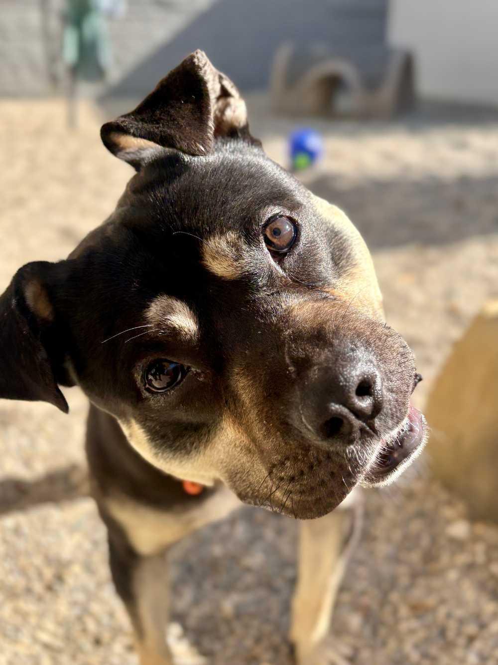 Mickey, a Adoptable Pit Bull Terrier in Detroit, MI image 2/6