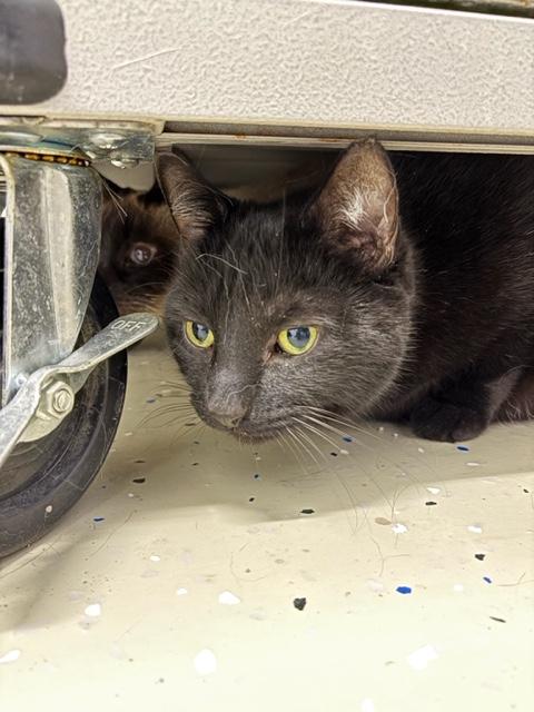 Enlarge Jeremy, an adopted Domestic Short Hair in Ipswich, MA image 3/4