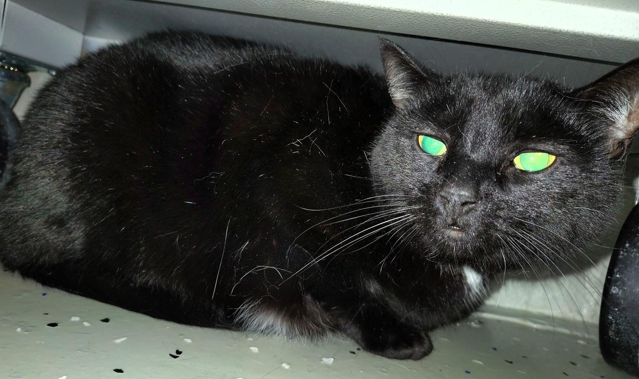 Enlarge Jeremy, an adopted Domestic Short Hair in Ipswich, MA image 4/4