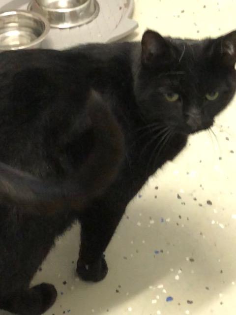 Enlarge Jeremy, an adopted Domestic Short Hair in Ipswich, MA image 2/4