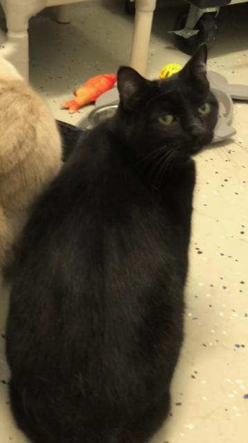 Enlarge Jeremy, an adopted Domestic Short Hair in Ipswich, MA image 1/4