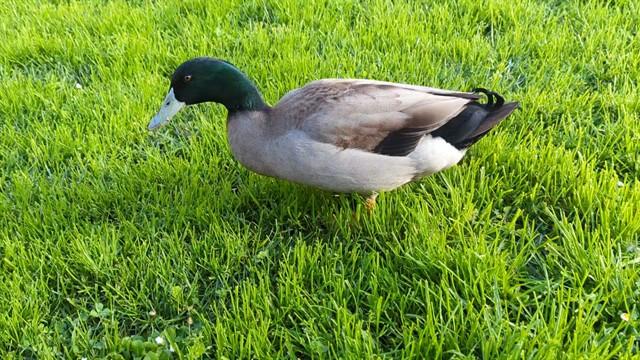 DONALD DUCK, Adoptable, Young Male Duck.