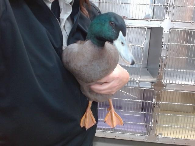 DAFFY, Adoptable, Young Male Duck.