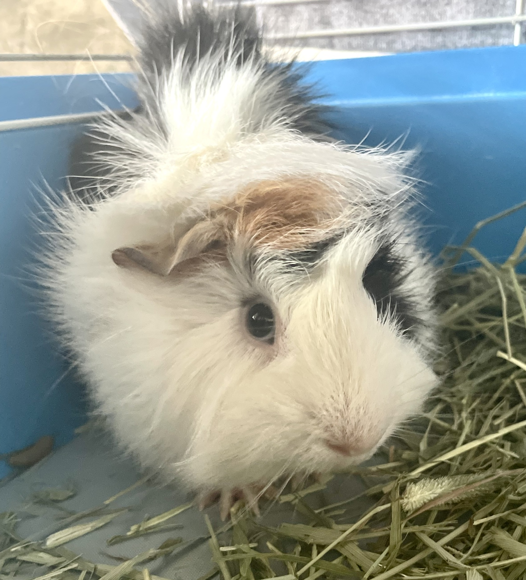 Enlarge Goose, a Adopted Abyssinian in North salem, NY image 1/3