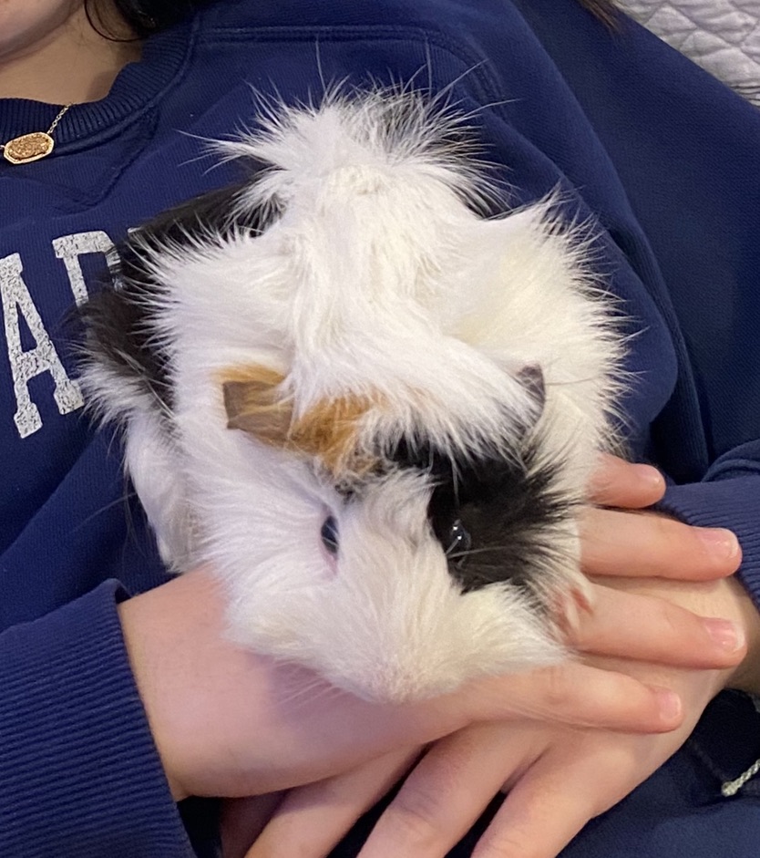 Enlarge Goose, a Adopted Abyssinian in North salem, NY image 2/3