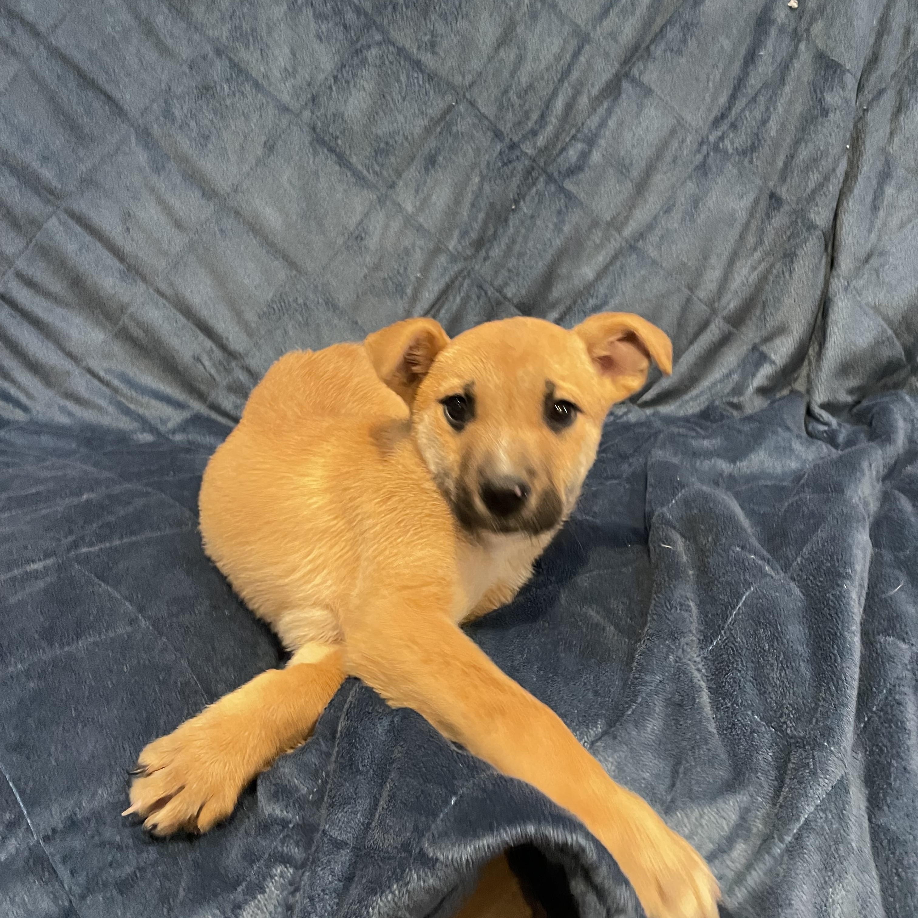 Enlarge Suzi, a ADOPTABLE German Shepherd Dog in Phoenix, AZ image 3/5