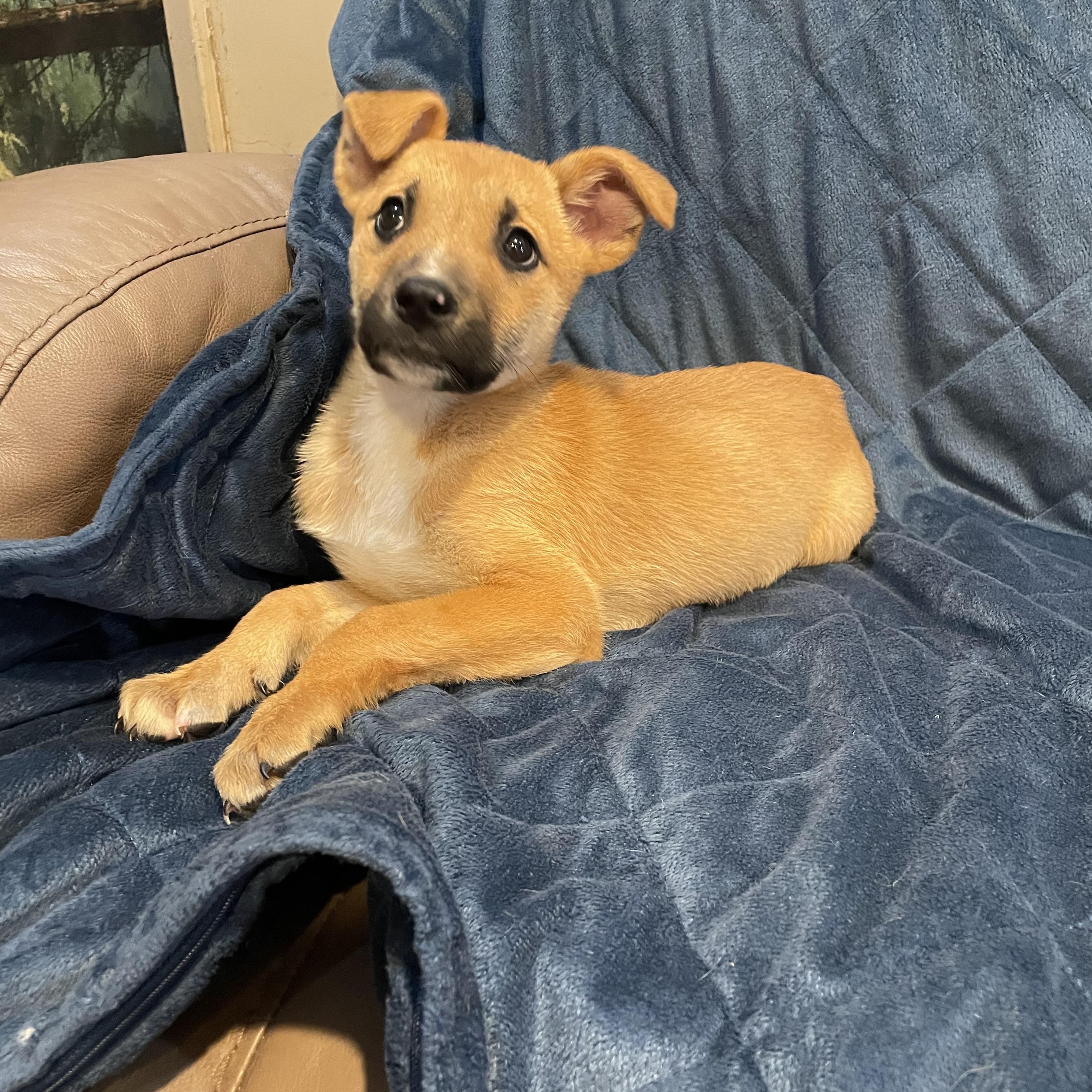 Enlarge Suzi, a ADOPTABLE German Shepherd Dog in Phoenix, AZ image 4/5