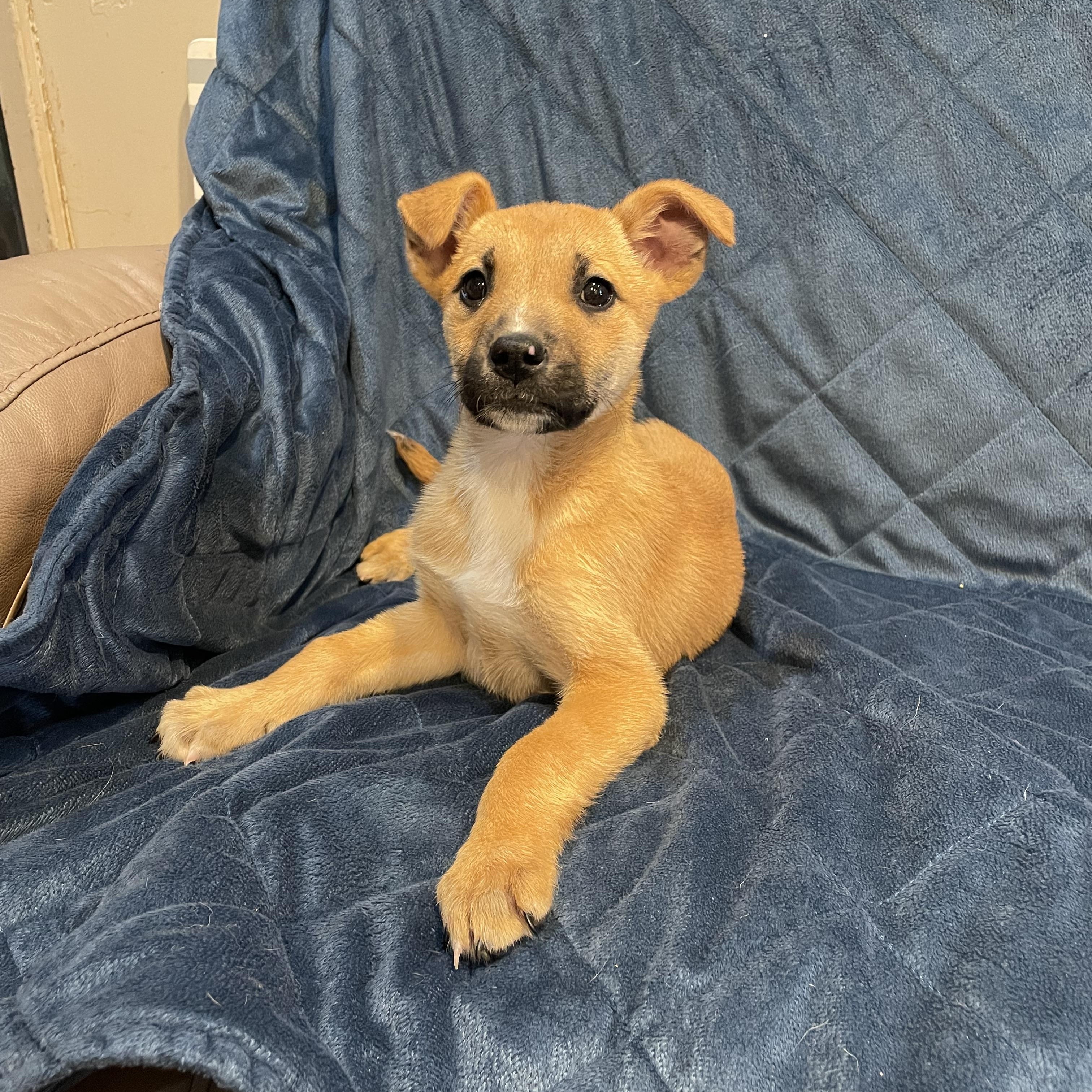 Enlarge Suzi, a ADOPTABLE German Shepherd Dog in Phoenix, AZ image 5/5