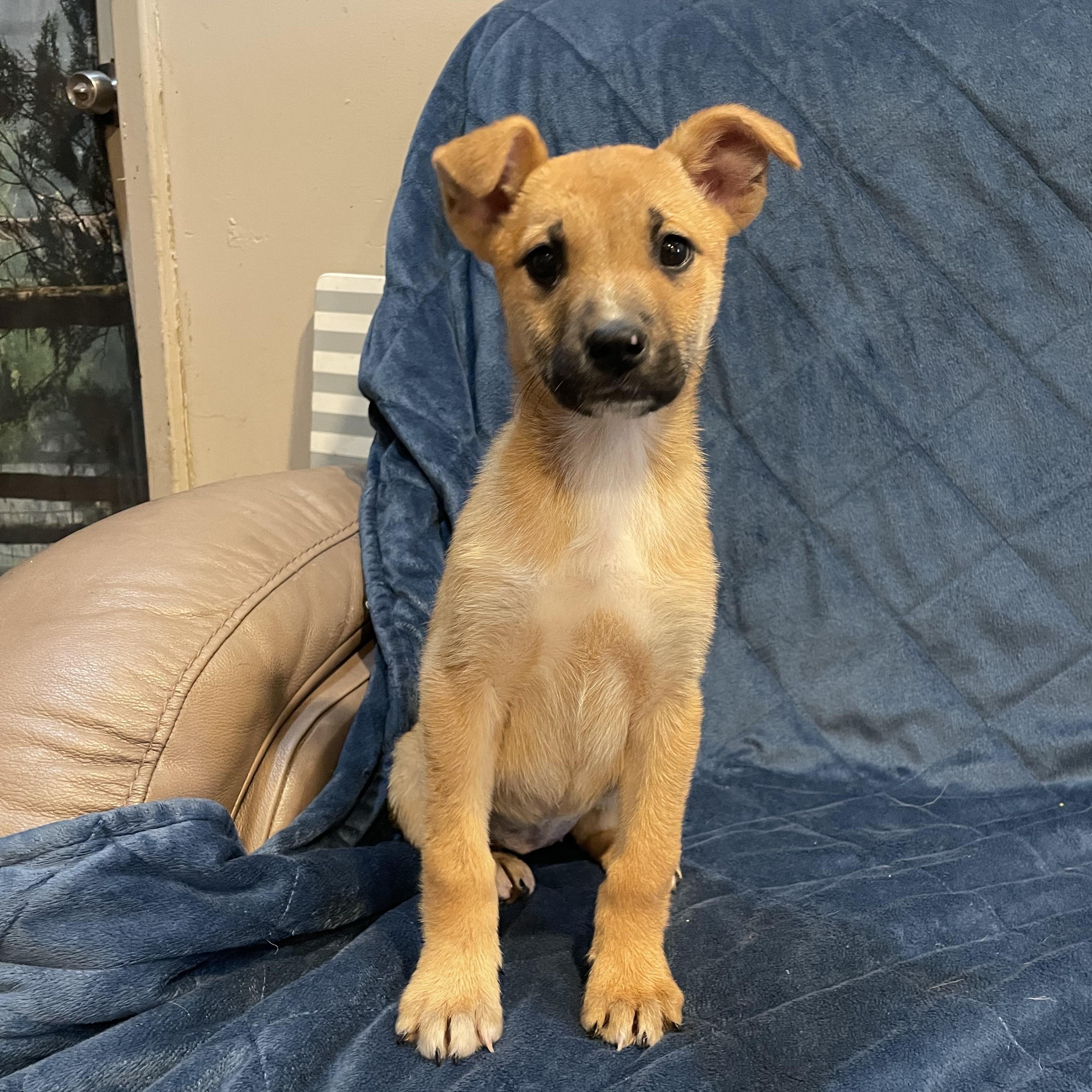 Enlarge Suzi, a ADOPTABLE German Shepherd Dog in Phoenix, AZ image 2/5
