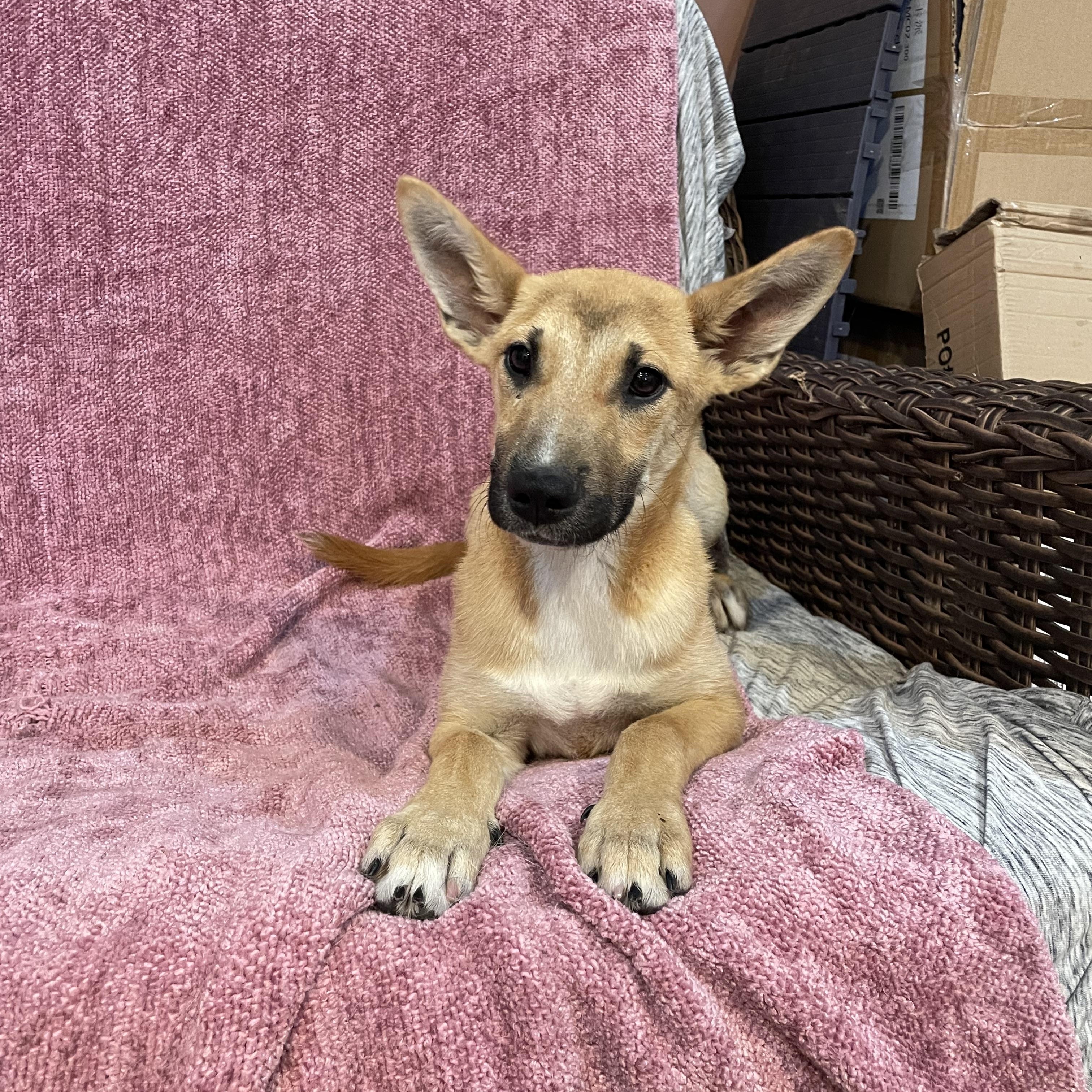 Enlarge Suzi, a ADOPTABLE German Shepherd Dog in Phoenix, AZ image 1/5