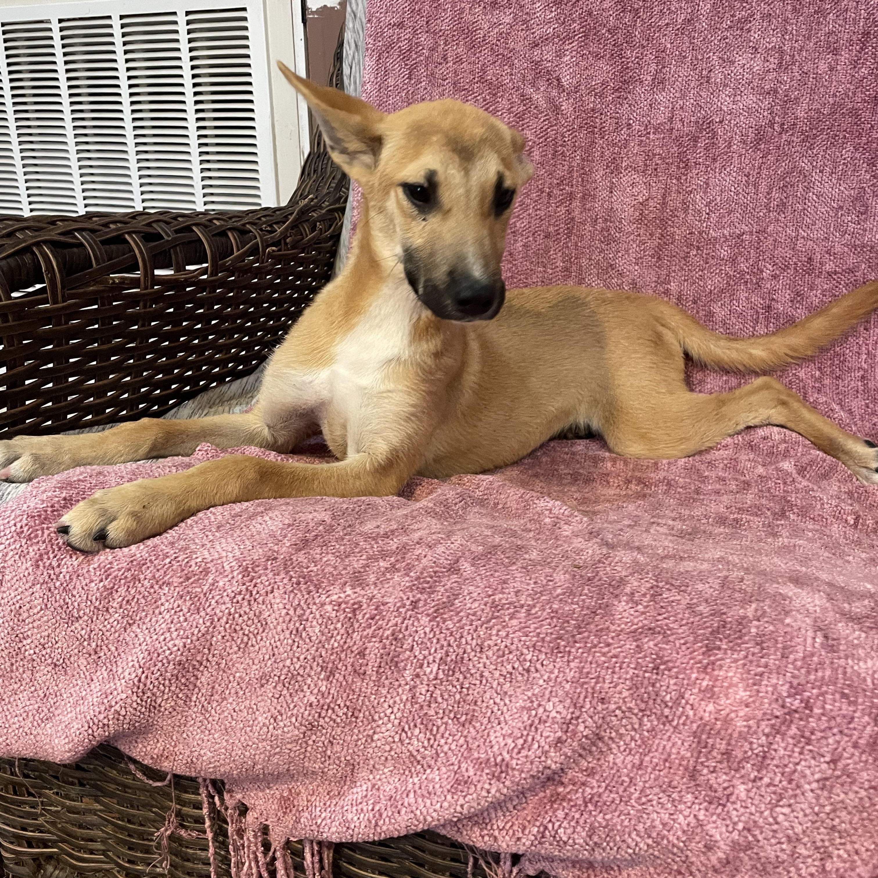 Enlarge Suzi, a ADOPTABLE German Shepherd Dog in Phoenix, AZ image 4/5
