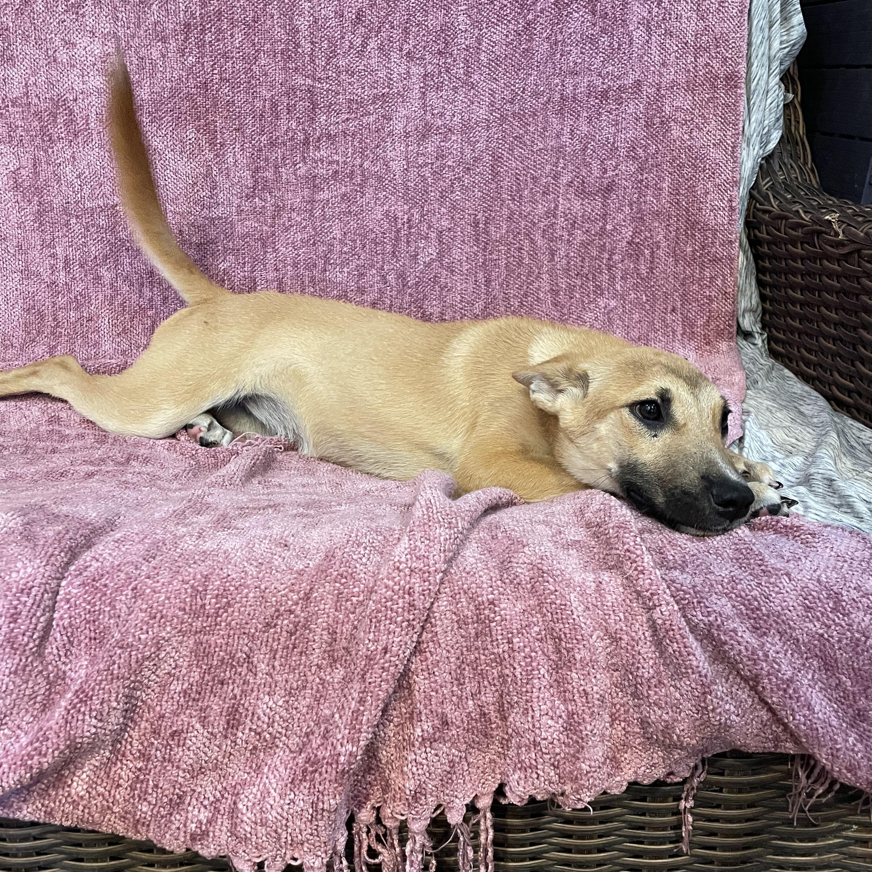 Enlarge Suzi, a ADOPTABLE German Shepherd Dog in Phoenix, AZ image 2/5