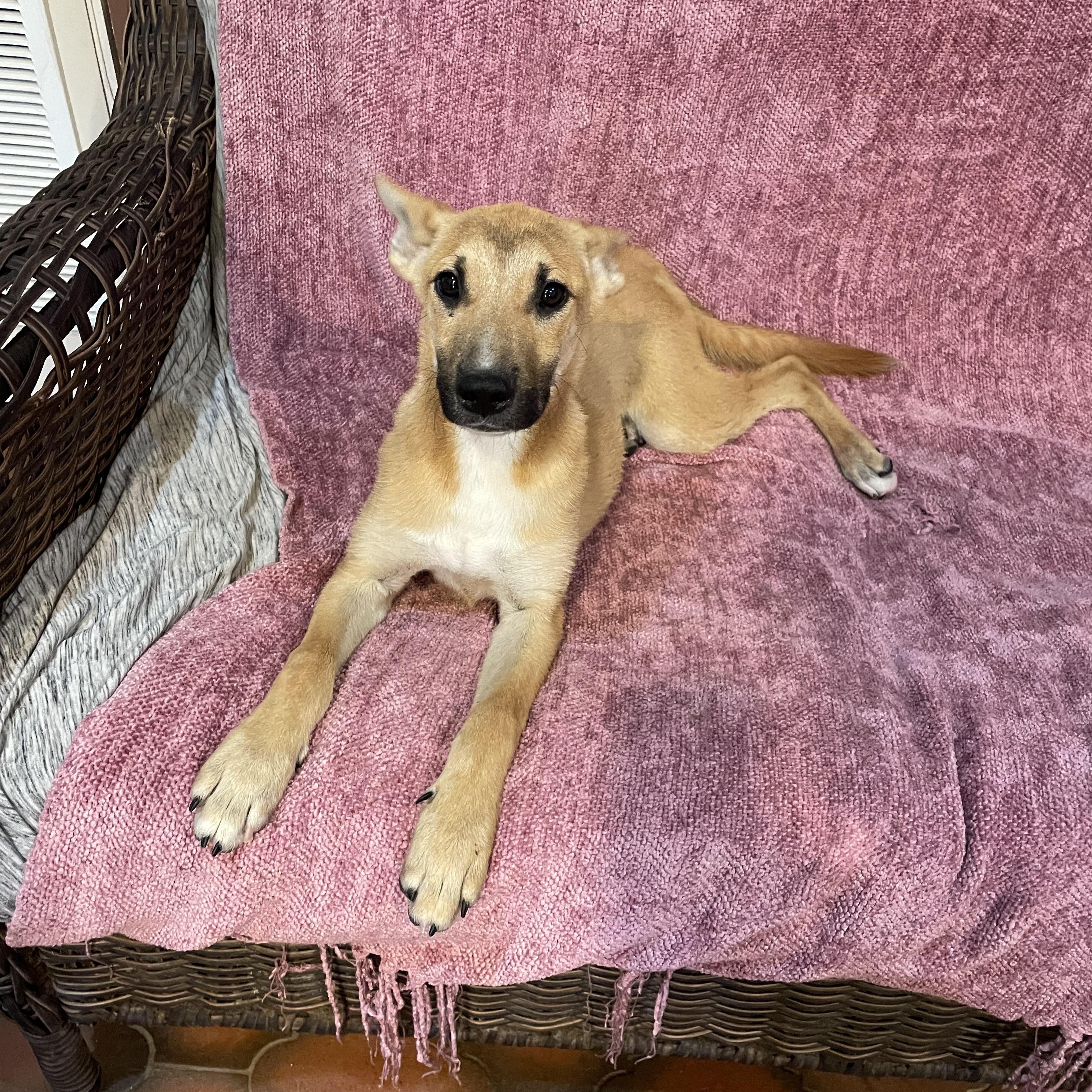 Enlarge Suzi, a ADOPTABLE German Shepherd Dog in Phoenix, AZ image 5/5