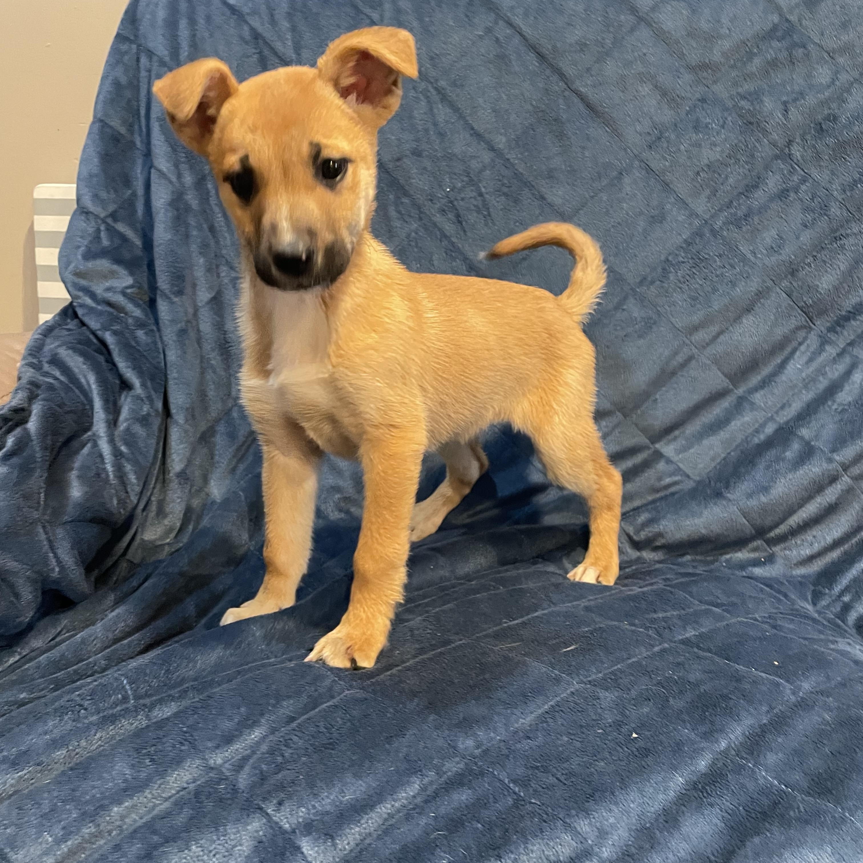 Enlarge Suzi, a ADOPTABLE German Shepherd Dog in Phoenix, AZ image 1/5