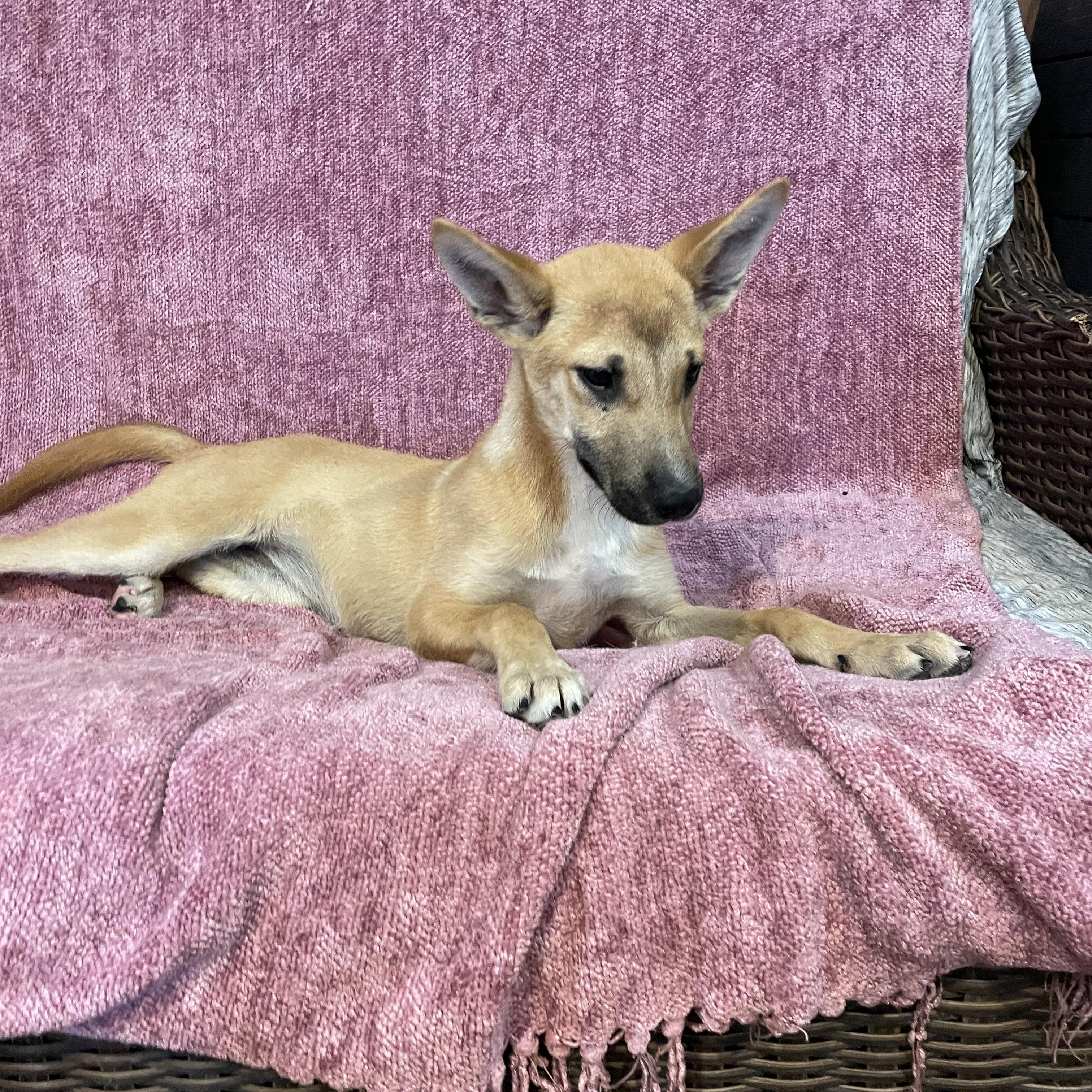 Enlarge Suzi, a ADOPTABLE German Shepherd Dog in Phoenix, AZ image 3/5