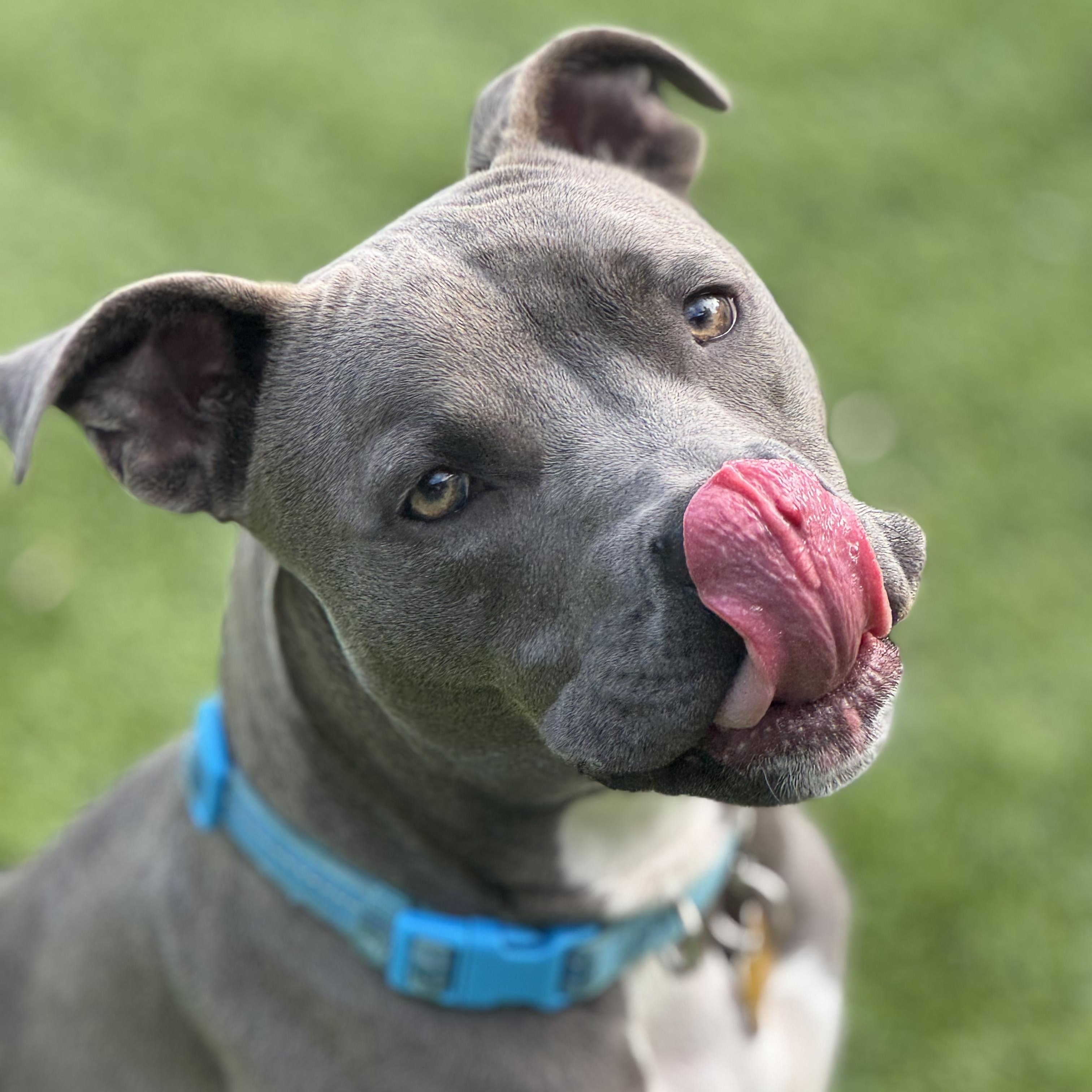 Enlarge Hugs, a Adoptable Pit Bull Terrier in Sun Valley, CA image 2/3