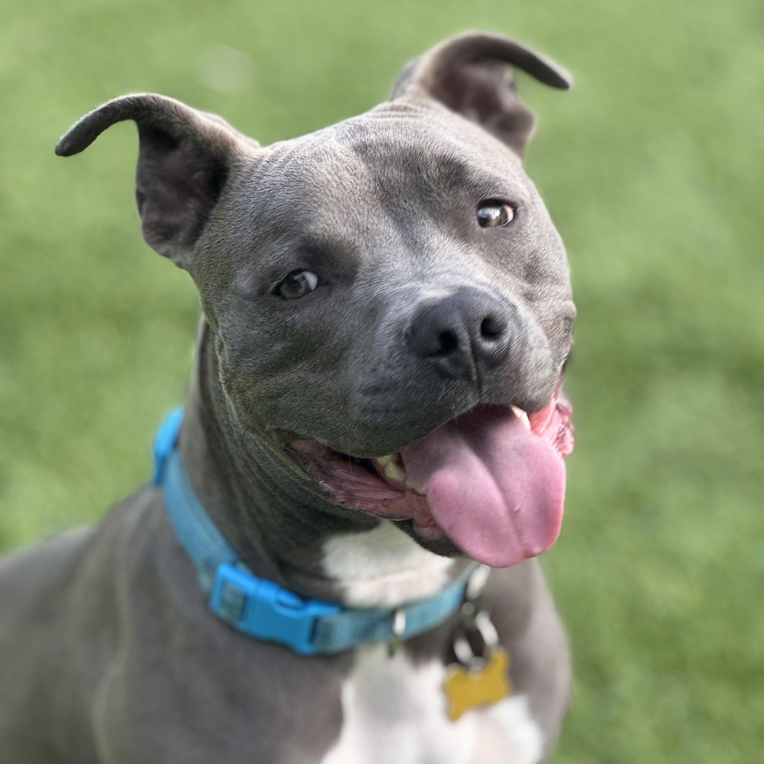 Hugs, Adoptable, Young Male Pit Bull Terrier.