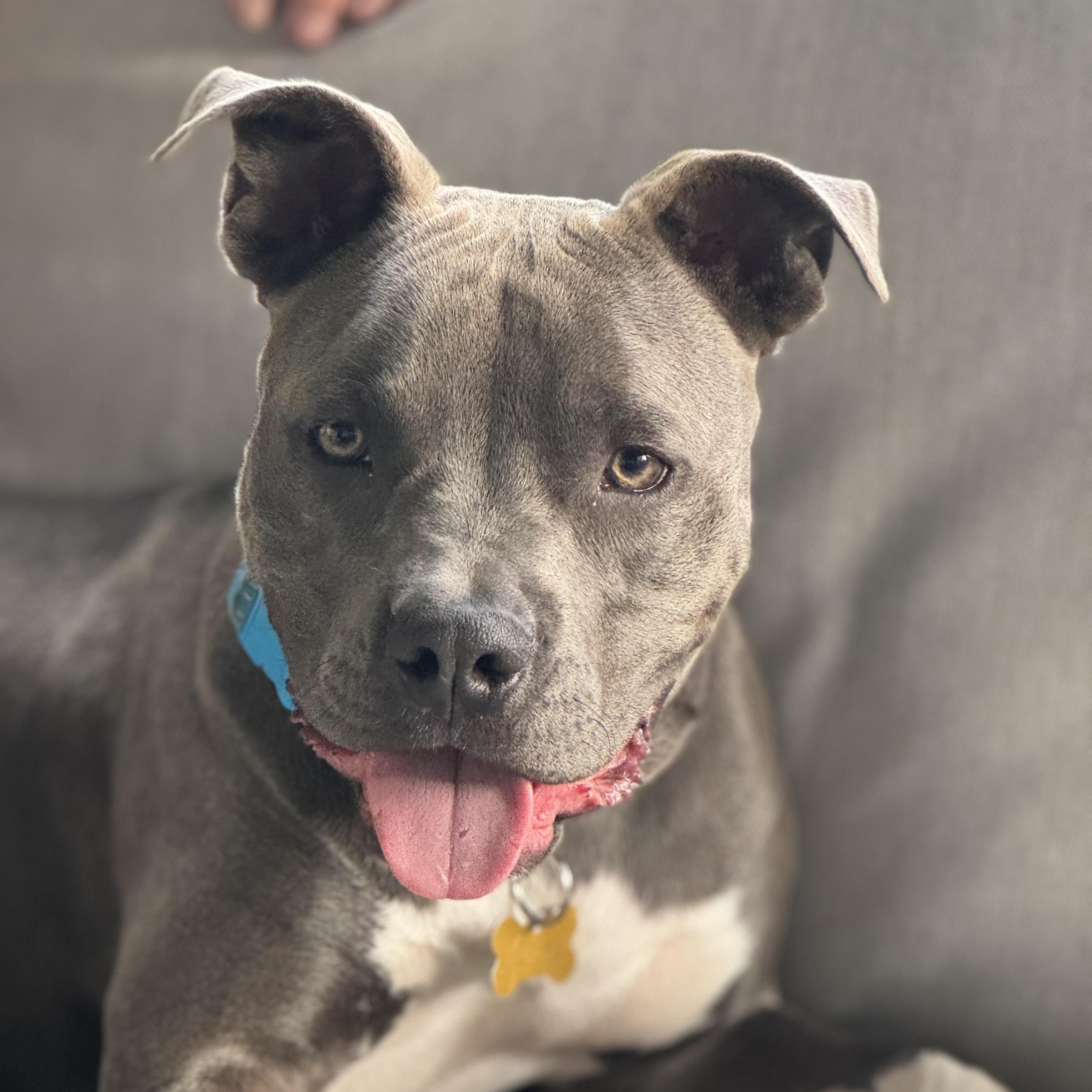 Enlarge Hugs, a Adoptable Pit Bull Terrier in Sun Valley, CA image 3/3