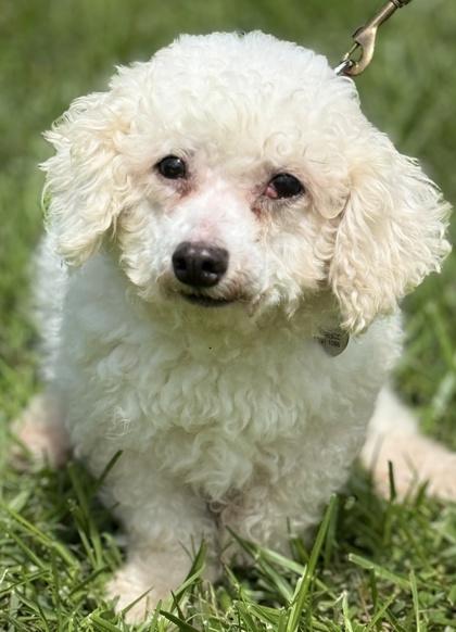 Enlarge Mae, a Adoptable Bichon Frise in Malvern, PA image 1/3