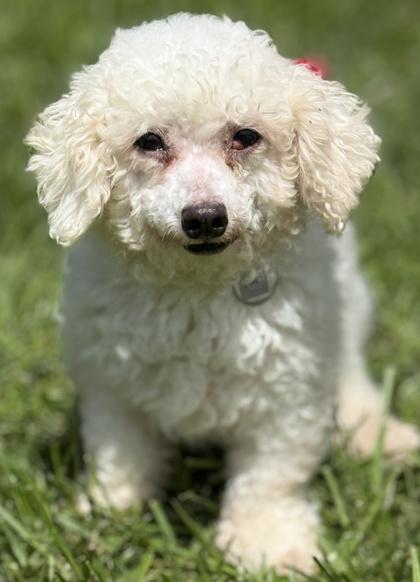 Enlarge Mae, a Adoptable Bichon Frise in Malvern, PA image 2/3