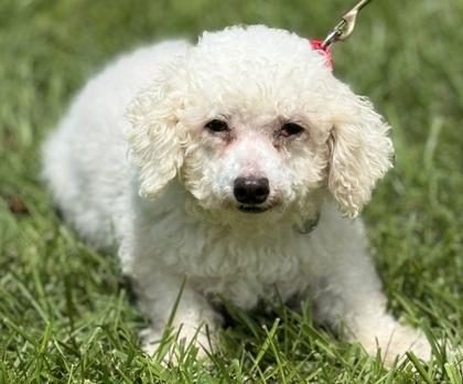 Enlarge Mae, a Adoptable Bichon Frise in Malvern, PA image 3/3