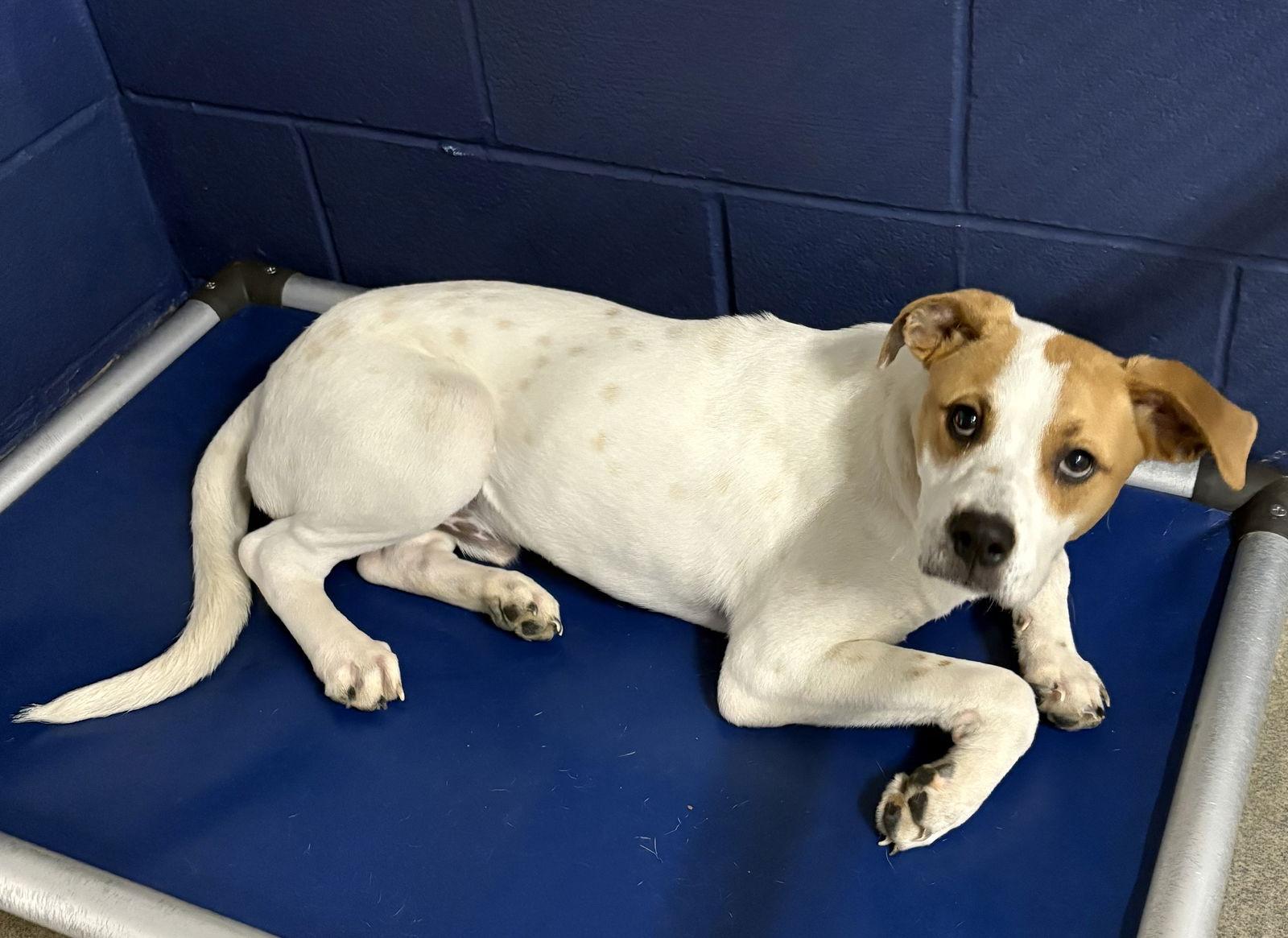 Enlarge Tango 7 months Avail- 12/17, a Adoptable Hound in Sterling, MA image 1/1