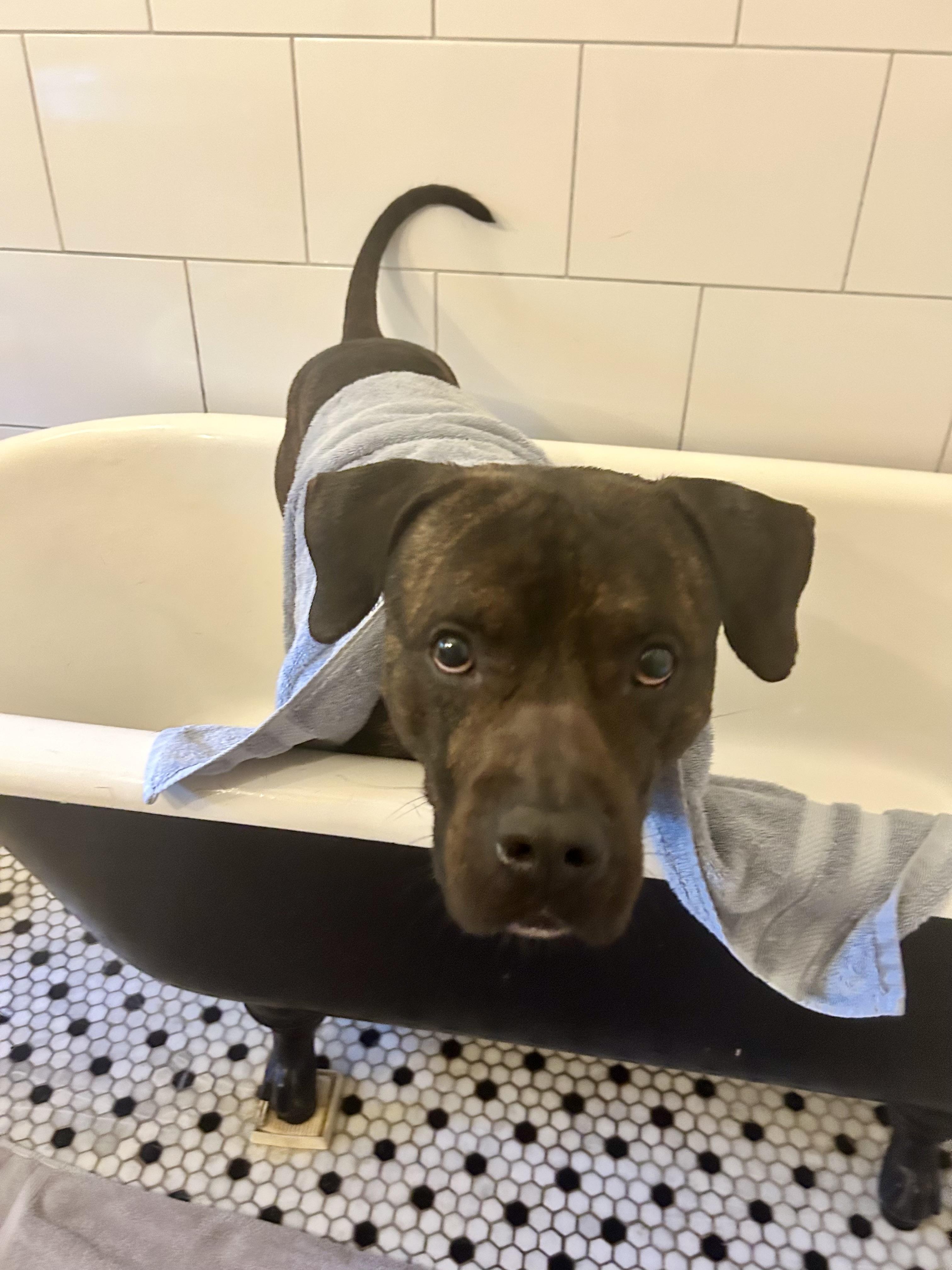 Baron (in foster), Adoptable, Young Male Mastiff & Pit Bull Terrier.