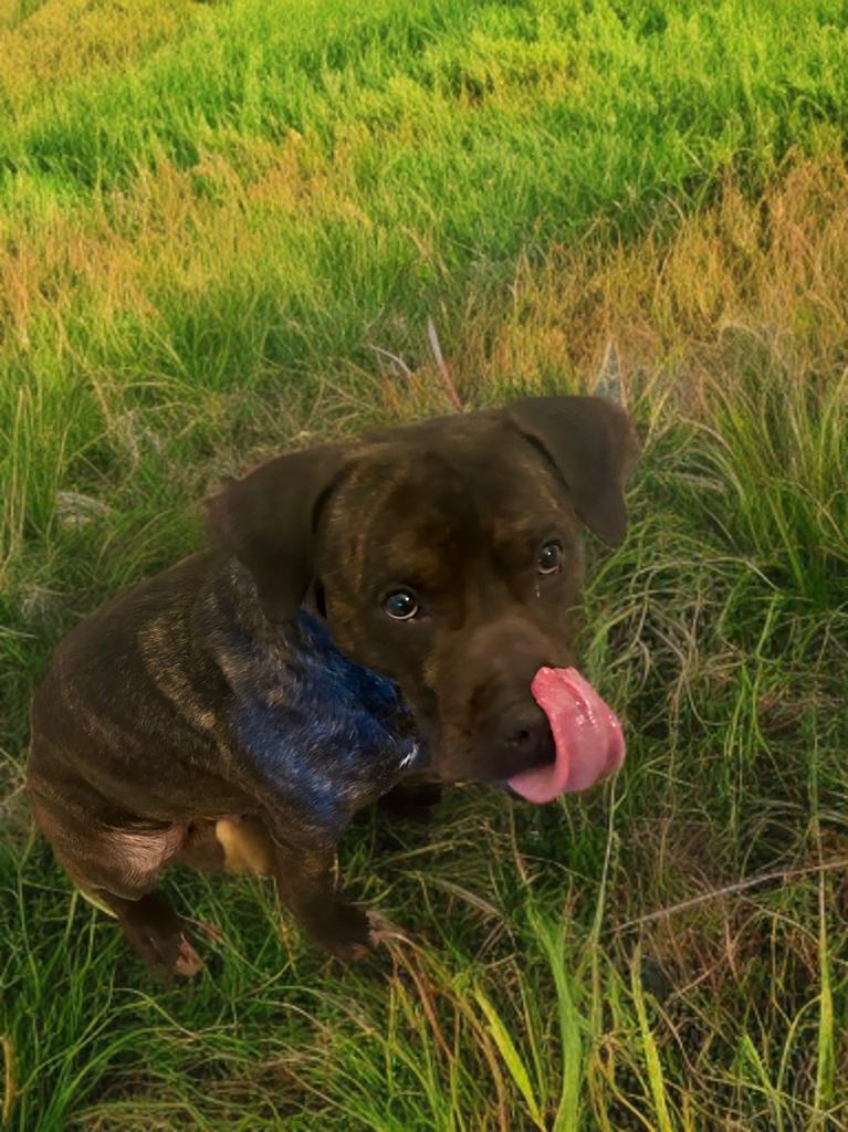 Enlarge Baron (in foster), a Adoptable mixed breed in Petersburg, VA image 4/6