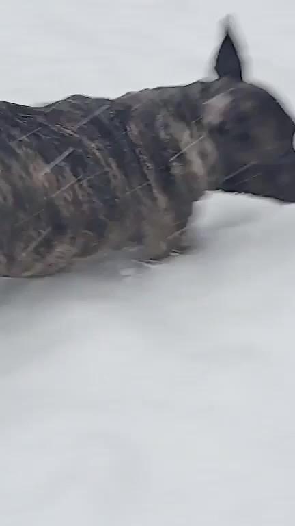 Enlarge Baron (in foster), a Adoptable mixed breed in Petersburg, VA image 2/6