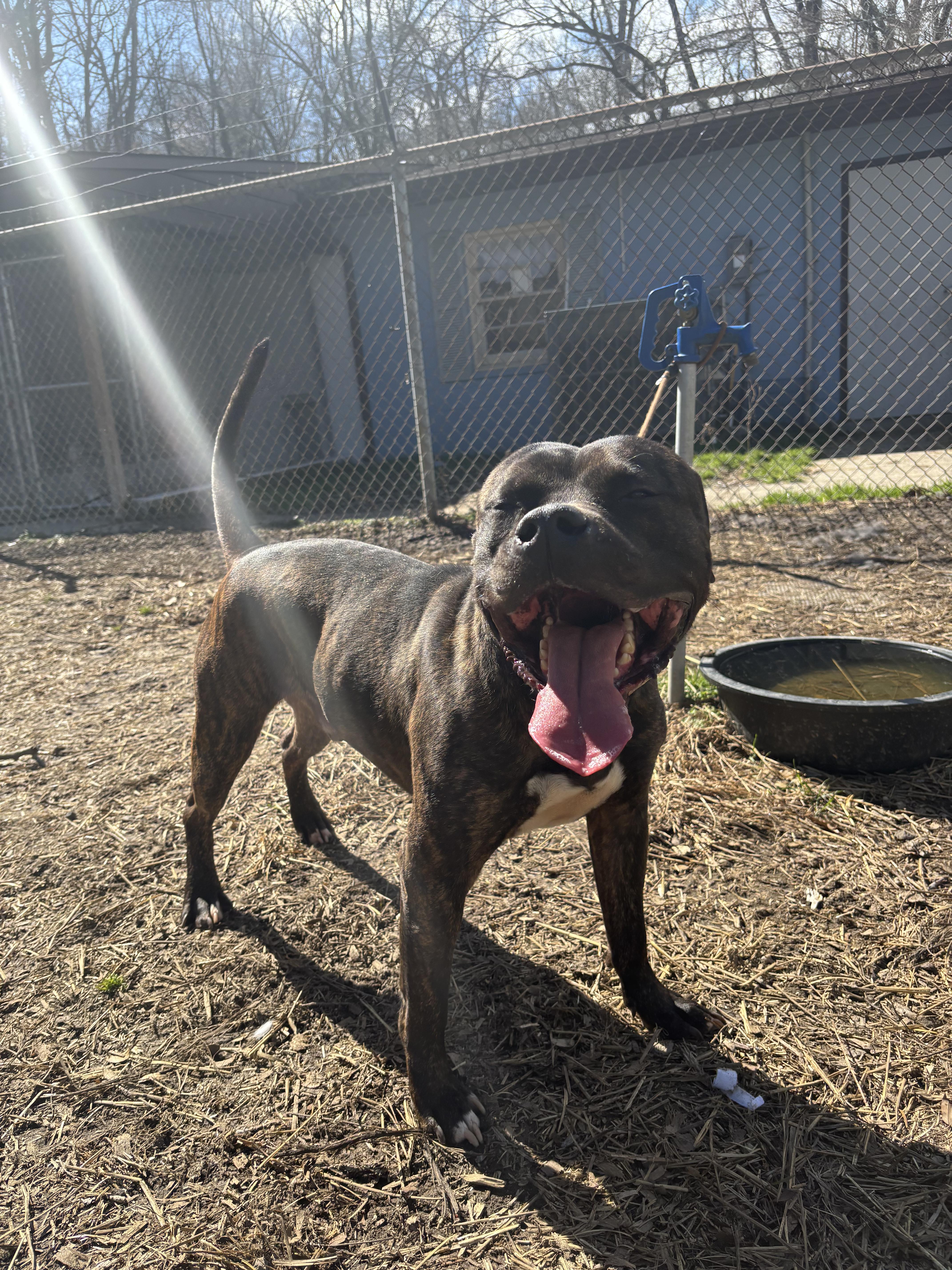 Enlarge Baron (in foster), a Adoptable mixed breed in Petersburg, VA image 6/6