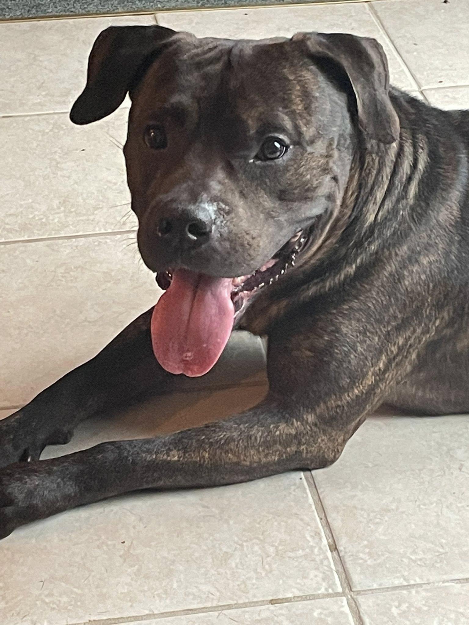 Enlarge Baron (in foster), a Adoptable mixed breed in Petersburg, VA image 3/6