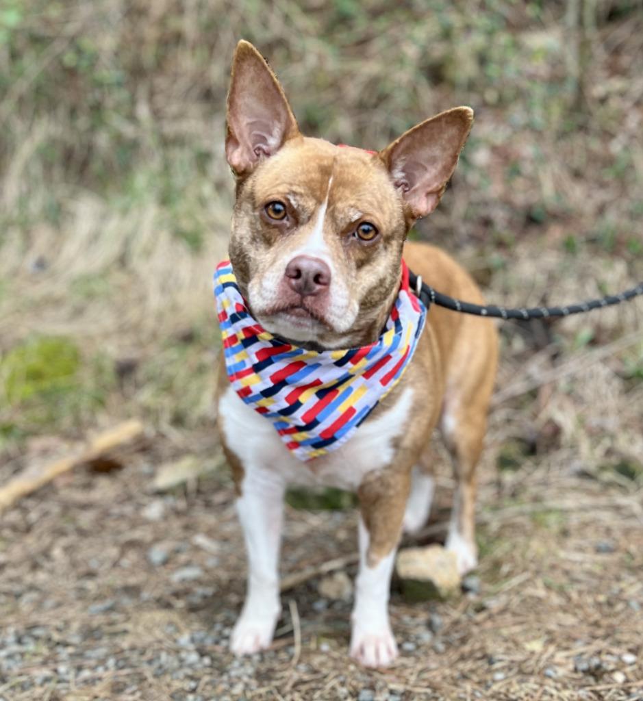 Calypso, Adoptable, Adult Female Mixed Breed.
