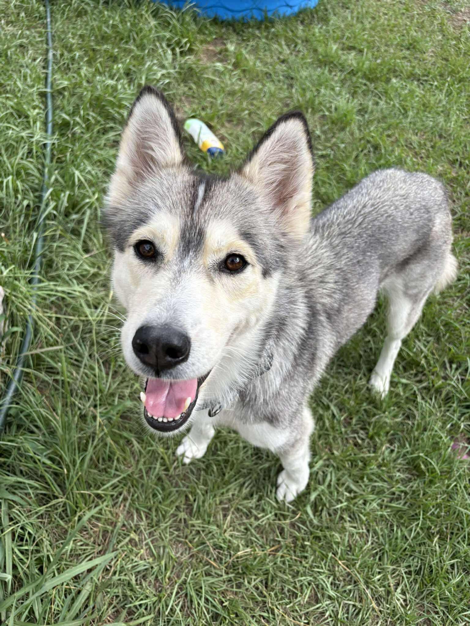 Jean, adopted, Adult Female Husky.