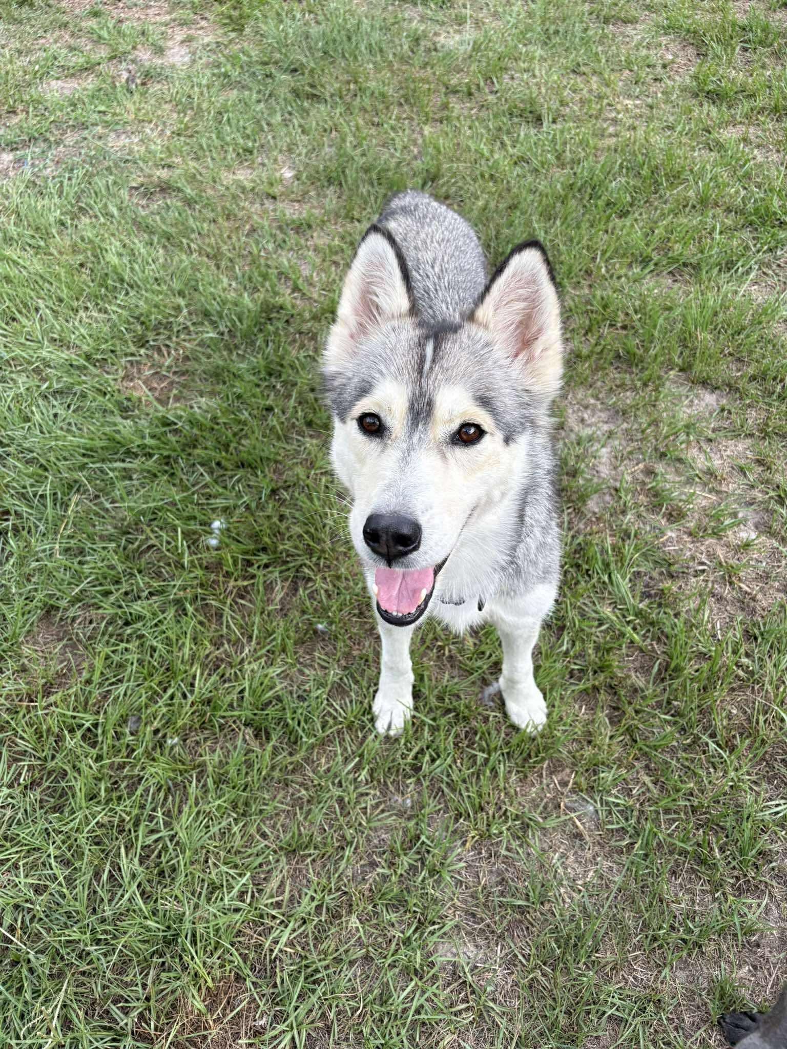 Jean, an adopted mixed breed in Wando, SC image 3/6