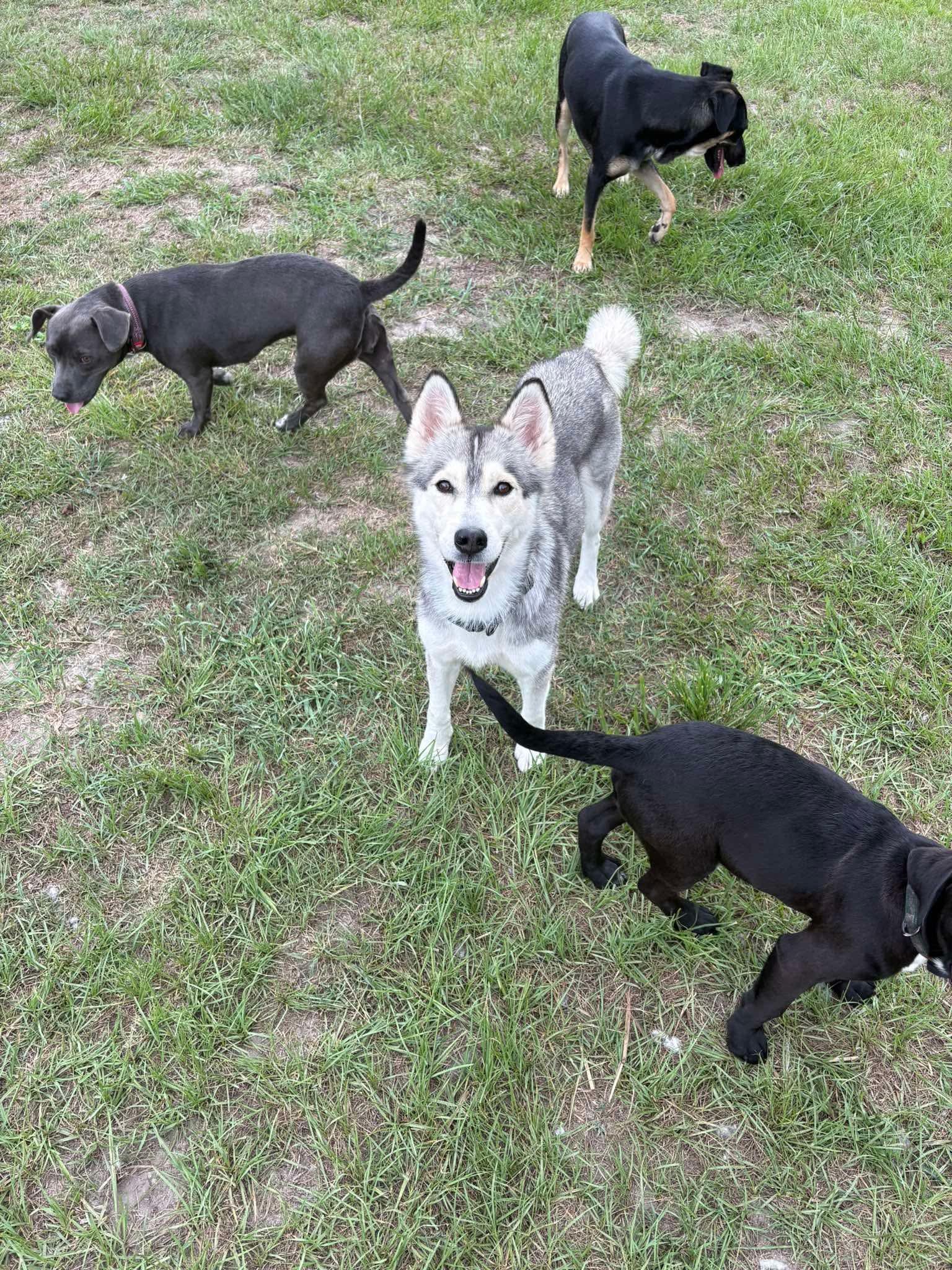 Jean, an adopted mixed breed in Wando, SC image 4/6