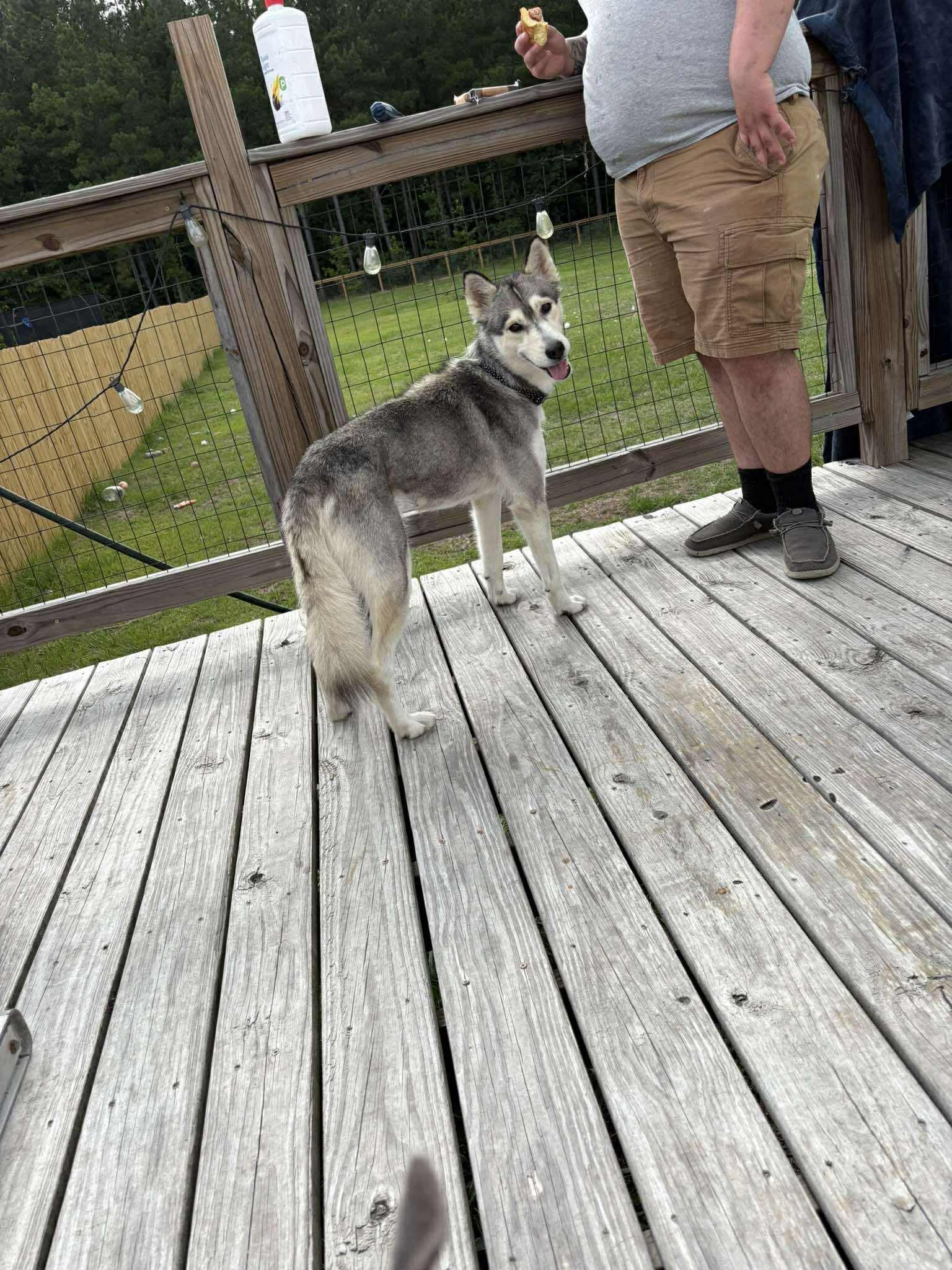 Jean, an adopted mixed breed in Wando, SC image 5/6