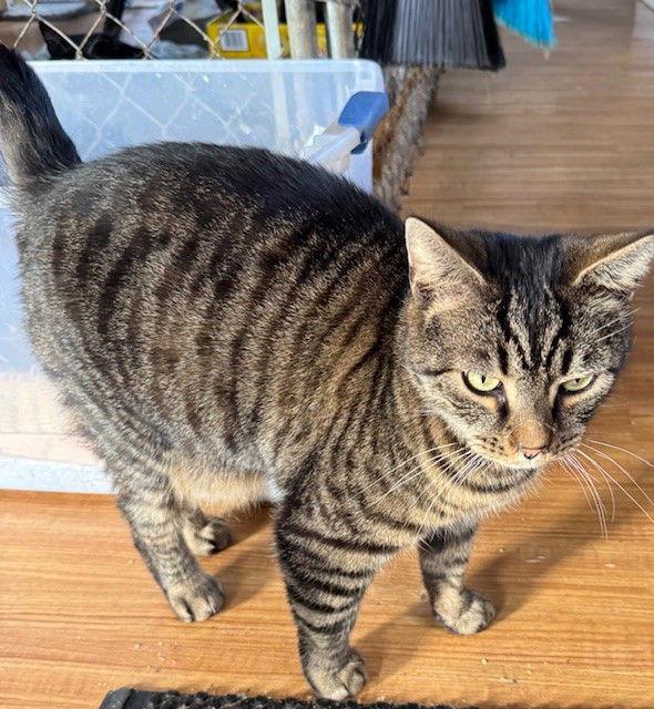 Enlarge Stanley, a Adoptable mixed breed in Apollo, PA image 1/3