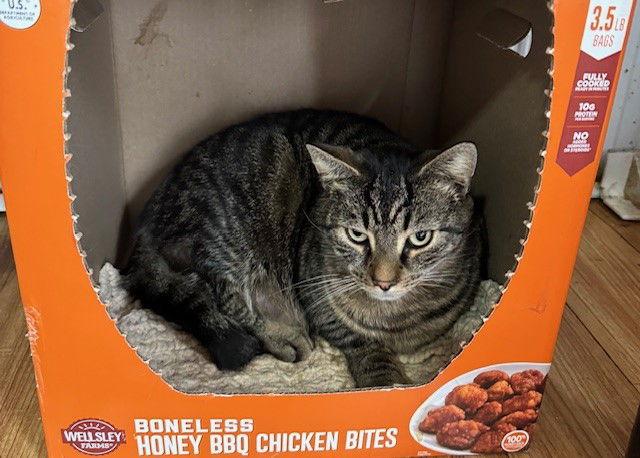 Stanley (Golden Girls), Adoptable, Adult Male Domestic Short Hair & Tabby.