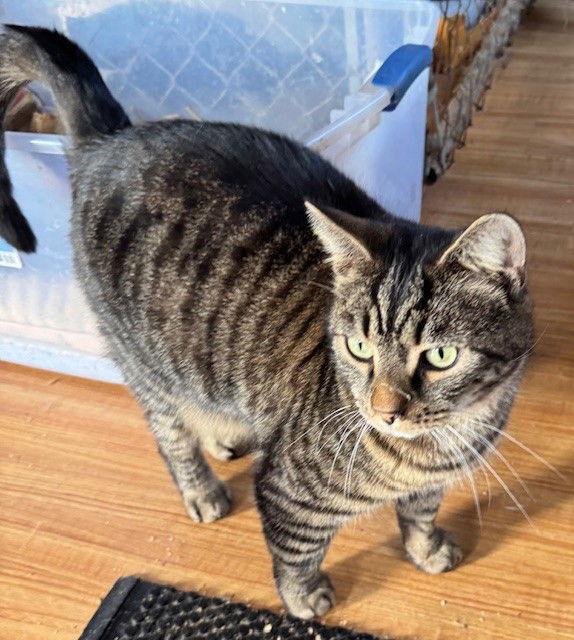 Enlarge Stanley, a Adoptable mixed breed in Apollo, PA image 3/3