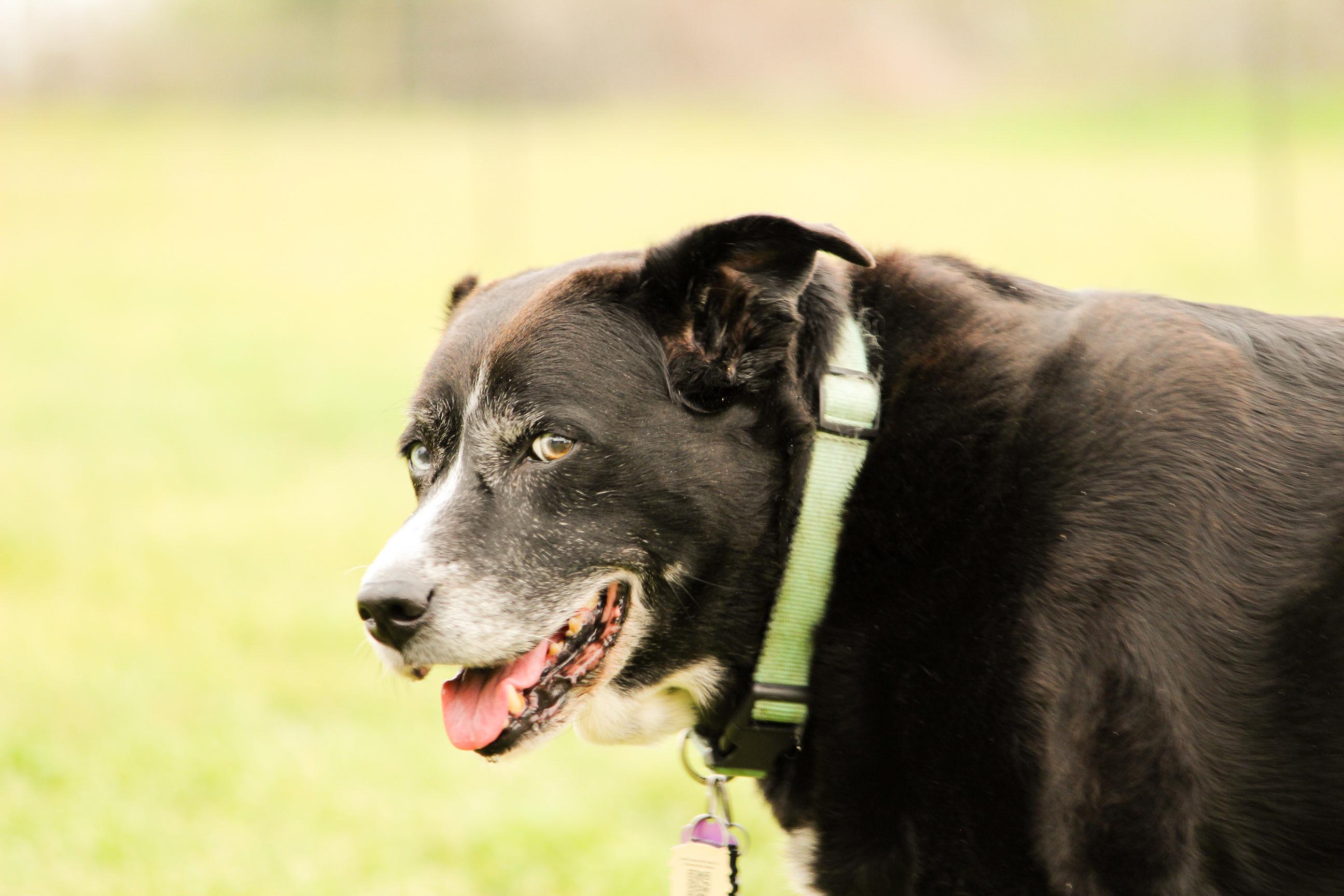Enlarge Raven, a Adoptable Mixed Breed in Houston, TX image 2/3