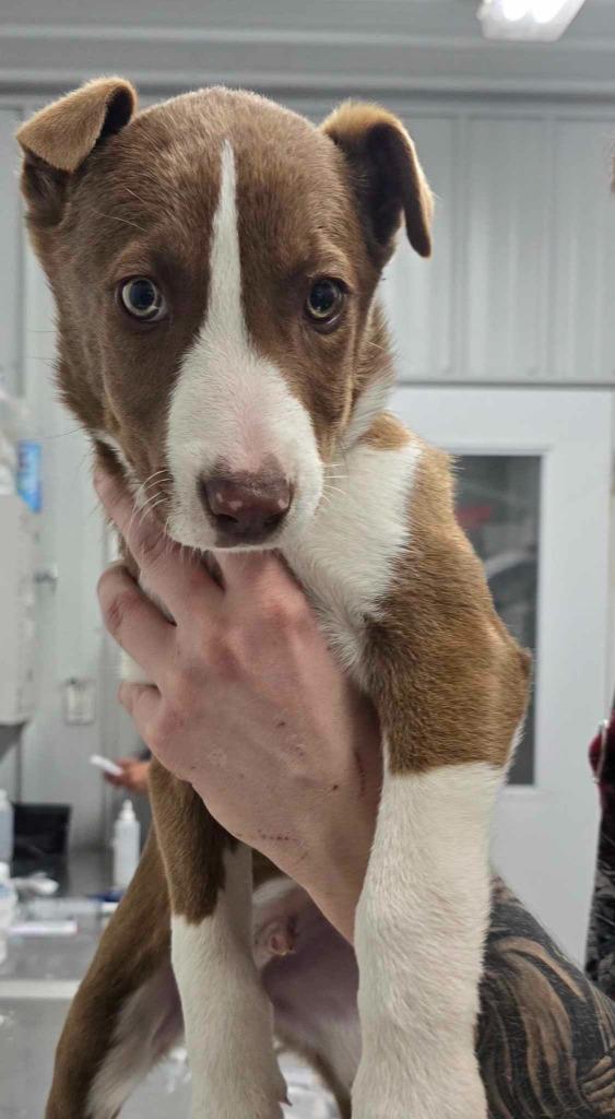 Cletus, Adoptable, Young Male Husky.