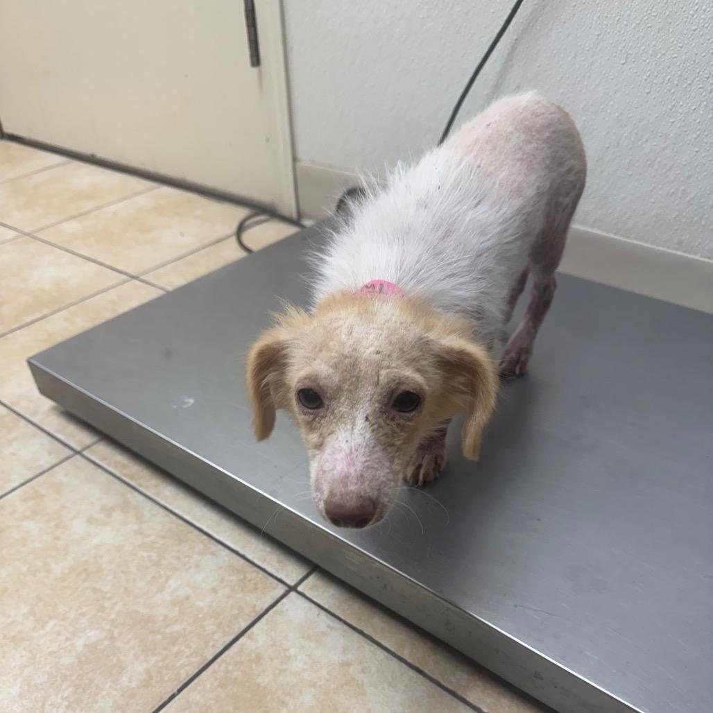 Small Fry, Adoptable, Puppy Female Dachshund.